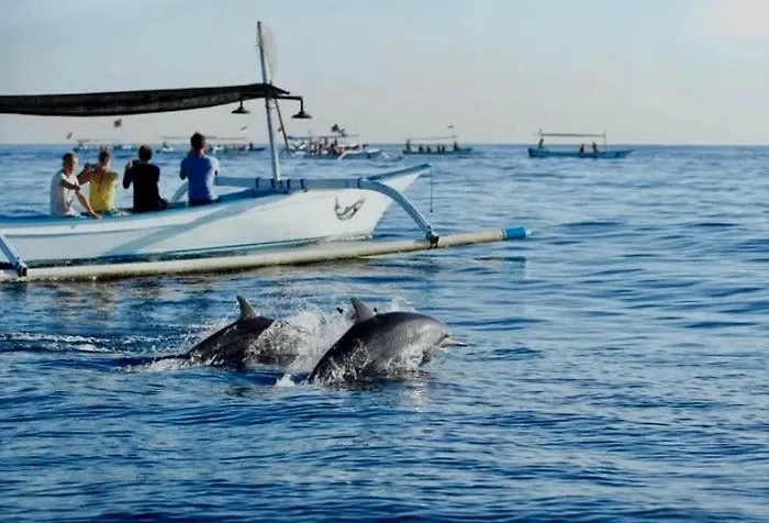 Dolphin Tour Private Packet At Seririt * Banjar (Bali)